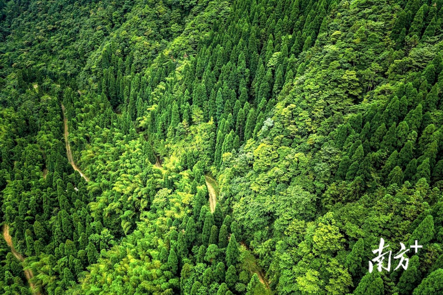从8人植树到森林覆盖率977%细数一座粤西国营林场的绿色足迹